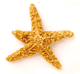 Starfish
